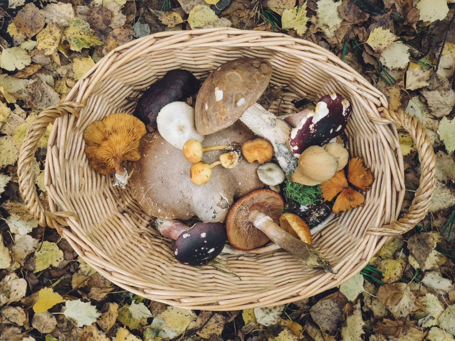 O Poder Nutricional dos Cogumelos Blazei